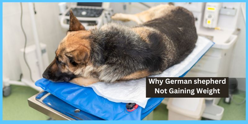 Why German shepherd Not Gaining Weight