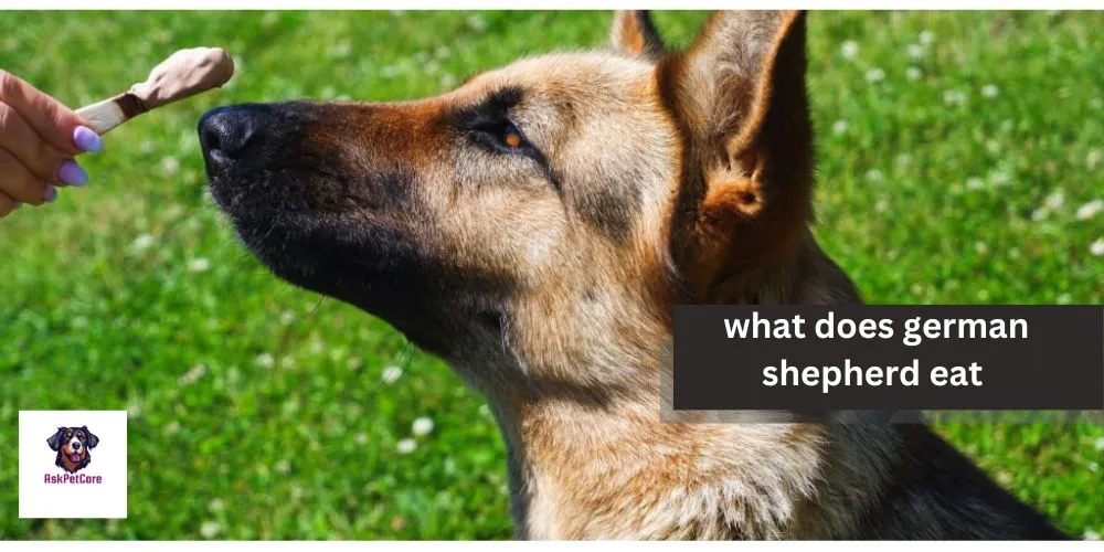 What Does German Shepherd Eat