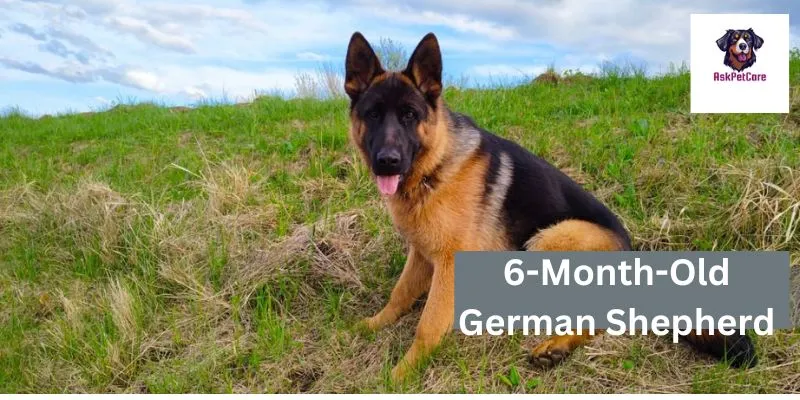 6-Month-Old German Shepherd