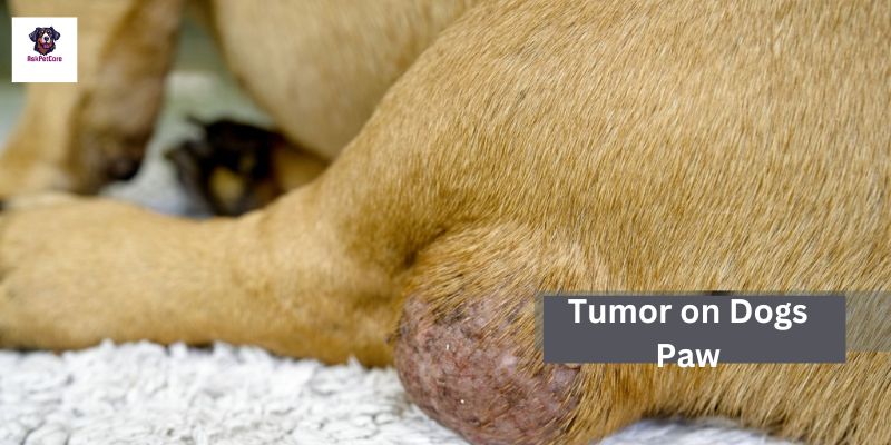 Tumor on a Dog's Paw 