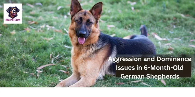 Aggression and Dominance Issues in 6-Month-Old German Shepherds