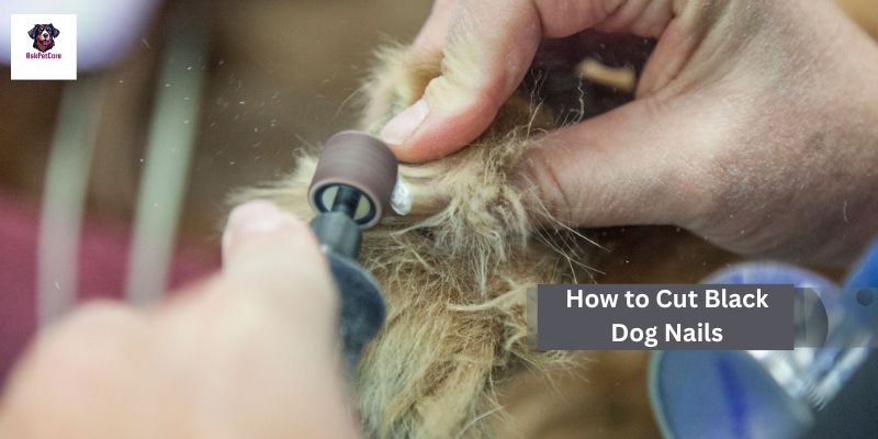 trim your black dog's nails 