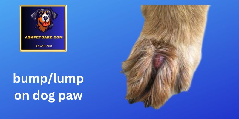 Lump on Dog Paw