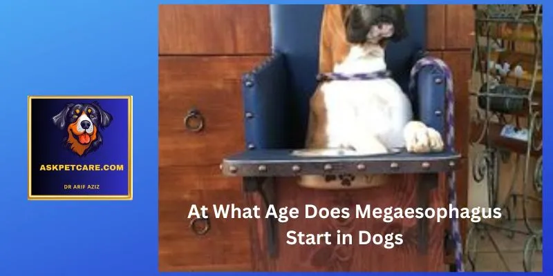 At What Age Does Megaesophagus Start in Dogs