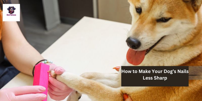 How to Make Your Dog’s Nails Less Sharp