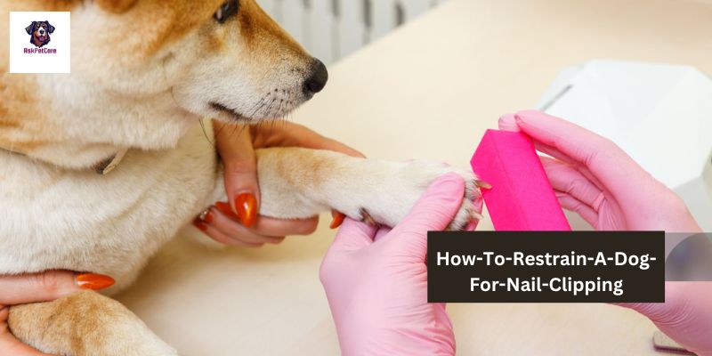 How-To-Restrain-A-Dog-For-Nail-Clipping