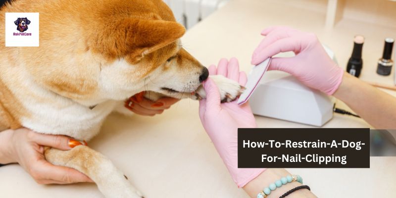 How-To-Restrain-A-Dog-For-Nail-Clipping