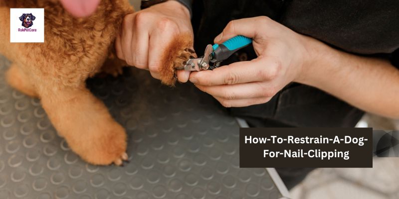 How-To-Restrain-A-Dog-For-Nail-Clipping