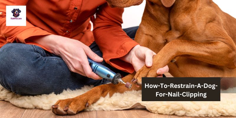 How-To-Restrain-A-Dog-For-Nail-Clipping