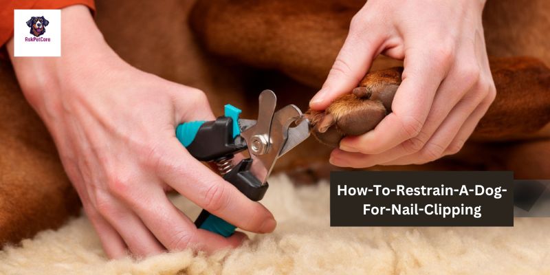 How-To-Restrain-A-Dog-For-Nail-Clipping