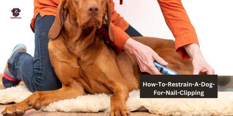 How-To-Restrain-A-Dog-For-Nail-Clipping