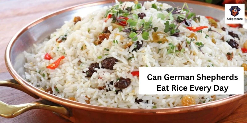 Can German Shepherds Eat Rice Every Day