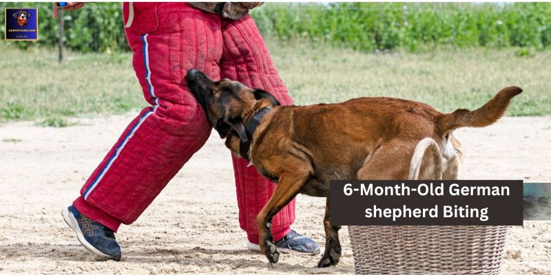 6-Month-Old German shepherd Biting