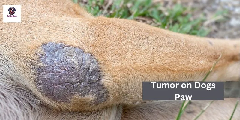 Tumor on a Dog's Paw 