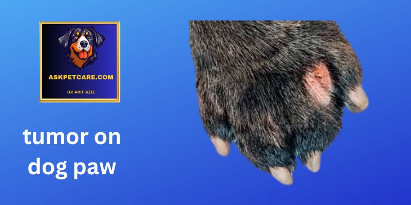 tumor on dogs paw