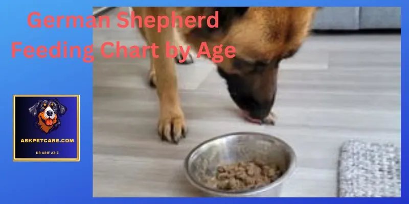 German Shepherd Feeding Chart by Age