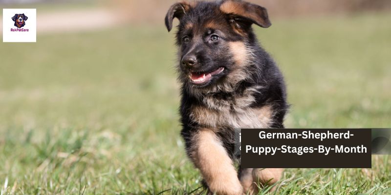 German-Shepherd-Puppy-Stages-By-Month