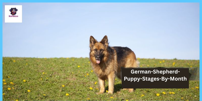 German-Shepherd-Puppy-Stages-By-Month