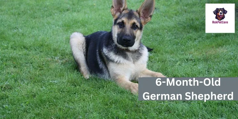 6-Month-Old German Shepherd