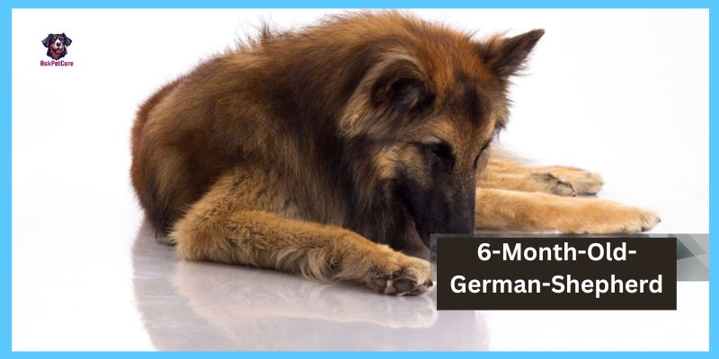 6-Month-Old-German-Shepherd