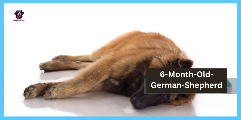 6-Month-Old-German-Shepherd