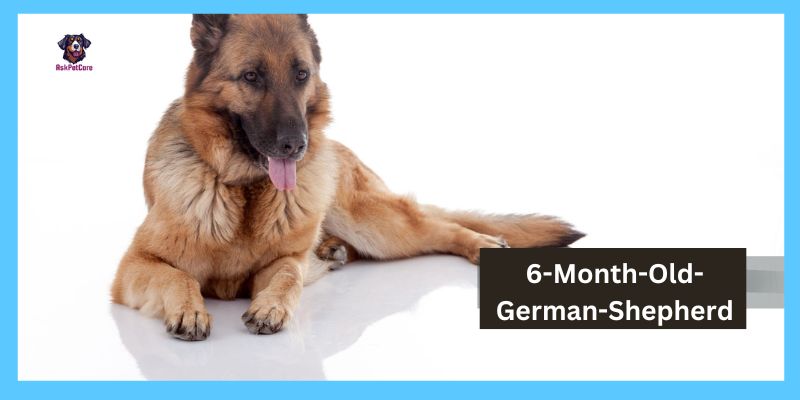 6-Month-Old-German-Shepherd