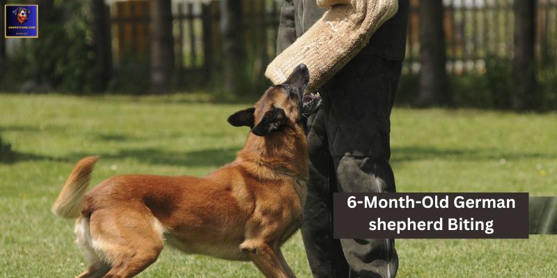 6-Month-Old German shepherd Biting