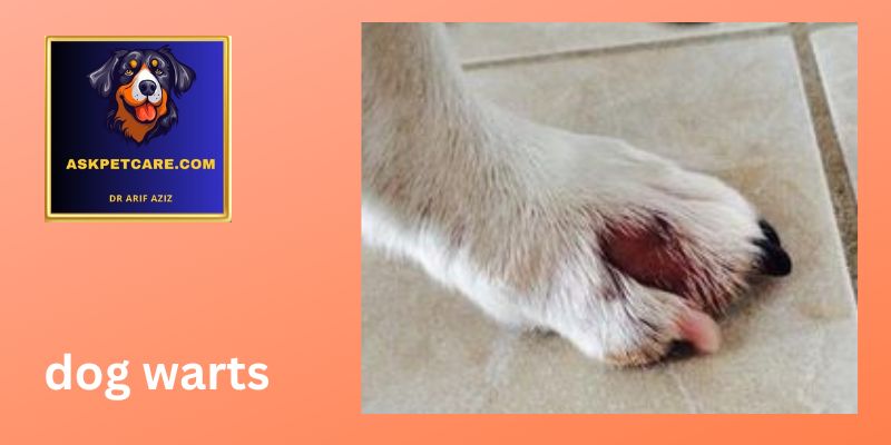 wart on dog paw pad