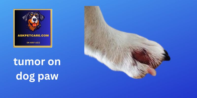 tumor on dogs paw