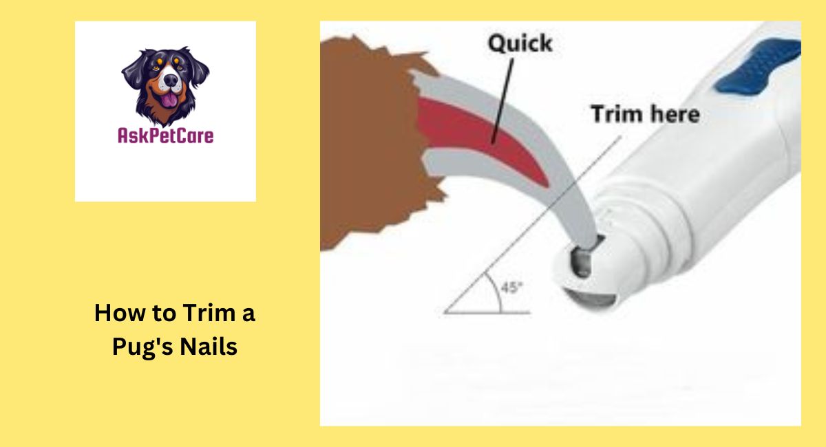 How to Trim a Pug's Nails