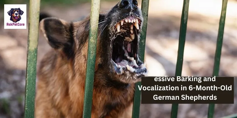 Excessive Barking and Vocalization in 6-Month-Old German Shepherds