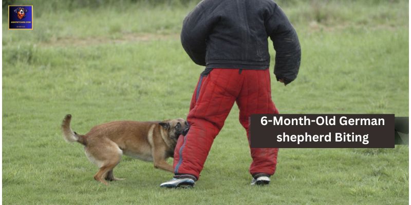 6-Month-Old German shepherd Biting