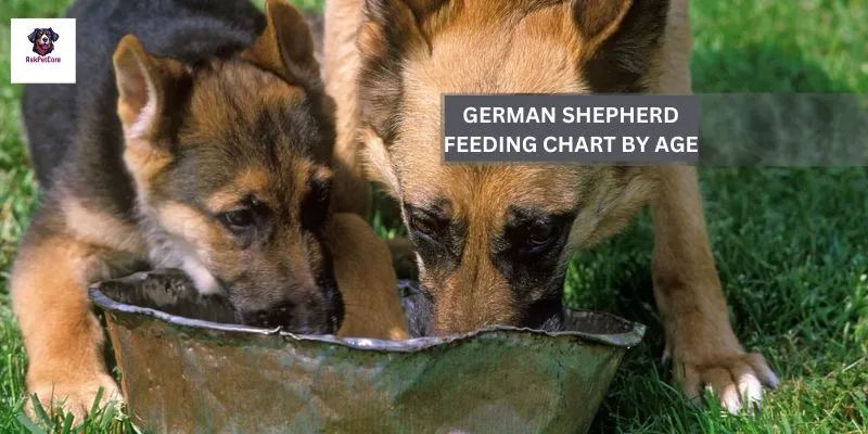 German shepherd feeding chart by age