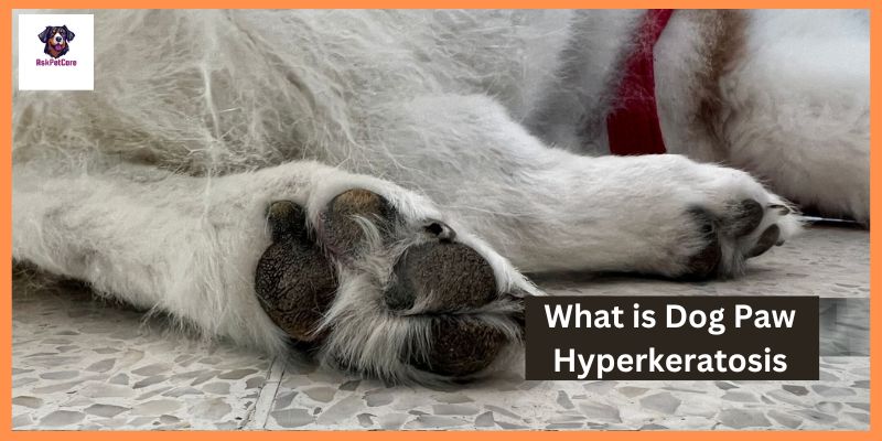 What is Dog Paw Hyperkeratosis