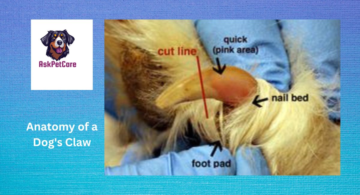 Anatomy of a Dog's Claw