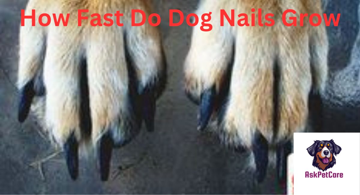 How Fast Do Dog Nails Grow