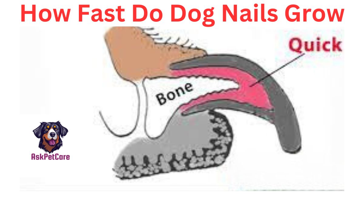 How Fast Do Dog Nails Grow