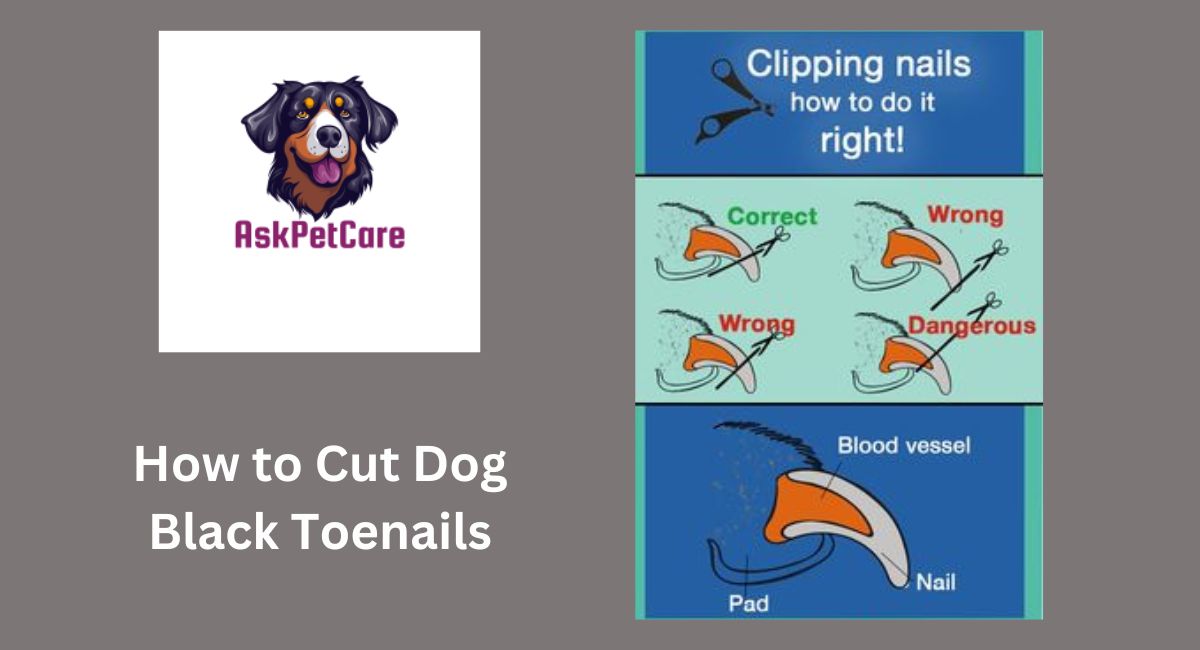 How to Cut Dog Black Toenails