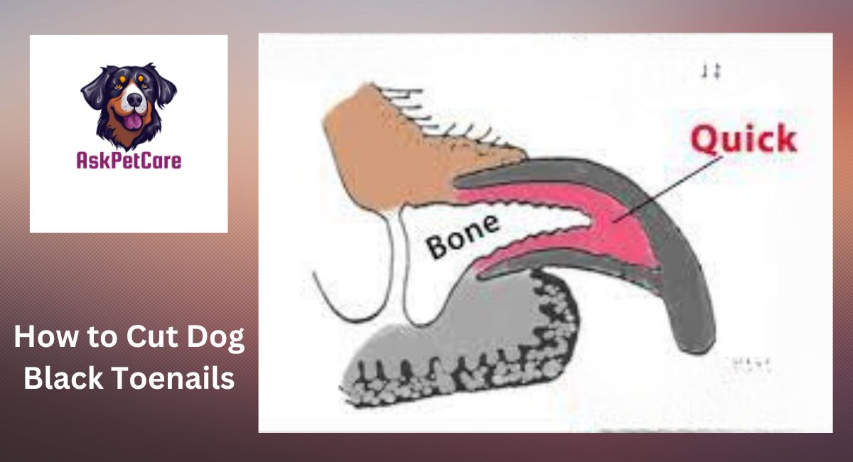 How to Cut Dog Black Toenails