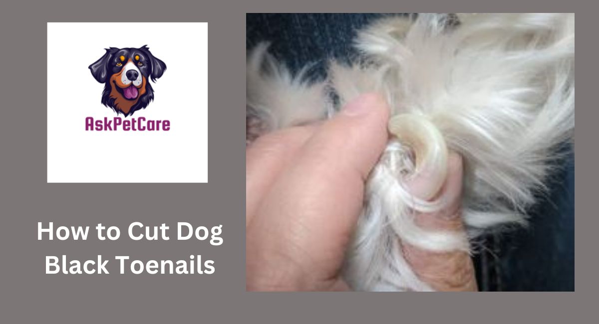 How to Cut Dog Black Toenails