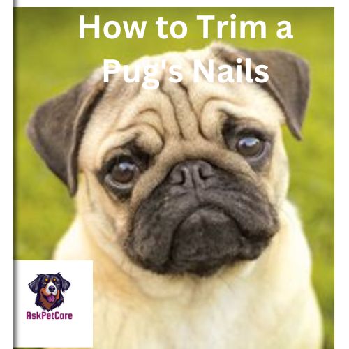 How-to-Trim-a-Pugs-Nails