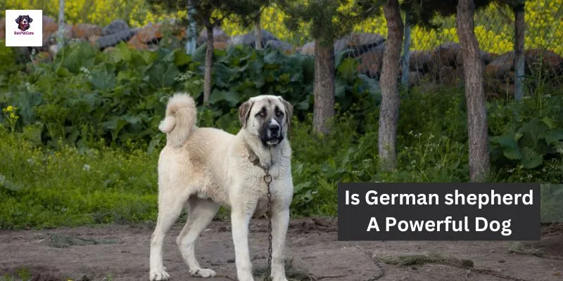 Is German shepherd A Powerful Dog