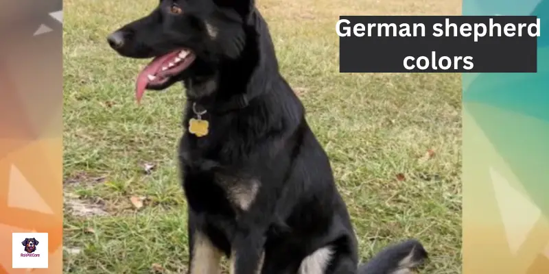 German shepherd Colors