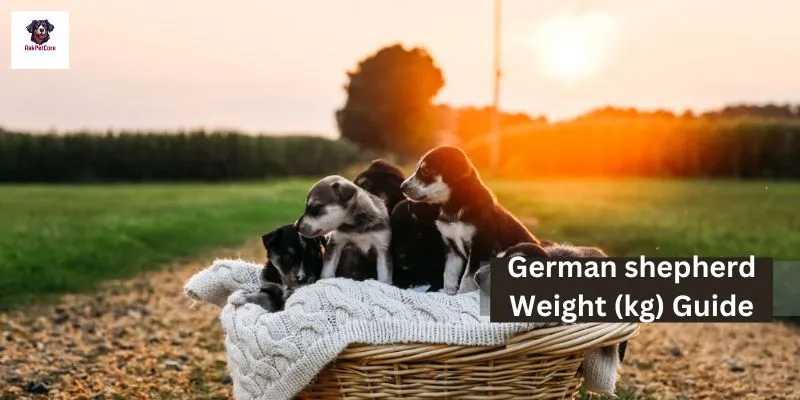 German shepherd Weight