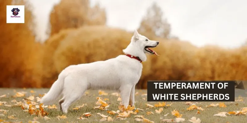 Temperament of White Shepherds