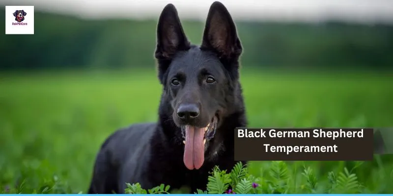 Black German shepherd Temperament