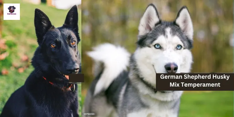 German shepherd Husky Mix Temperament