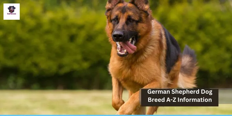 German Shepherd Dog Breed A-Z Information