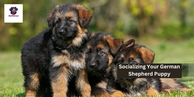 Socializing Your German Shepherd Puppy