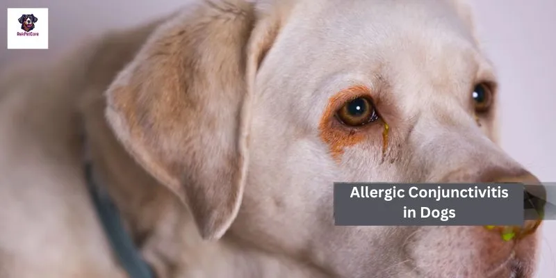 Allergic Conjunctivitis in GSD